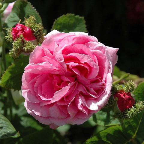 Pink double rose in bloom with green leaves and small spiky buds