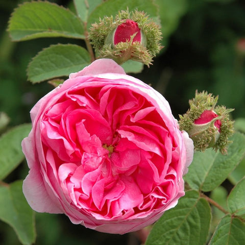 Ruffled pink double rose flower with green leaves and spiky buds
