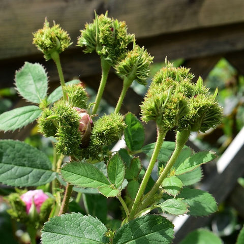 Green leafy rose stems with multiple spiky buds and developing blooms
