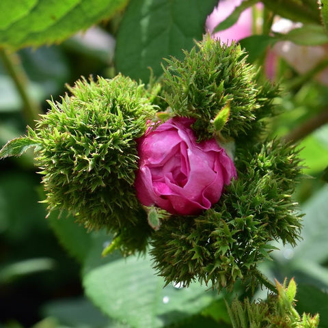 Pink rose bud partially open with ruffled petals and green spiky calyxes
