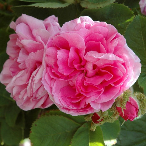Close-up of pink double rose blossoms with green leaves and spiky buds
