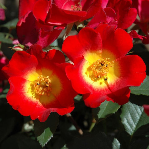 Red rose blooms with golden-yellow center and ruffled petals, green leaves