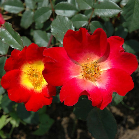 Red rose flowers with warm yellow centers and textured petals, surrounding green foliage