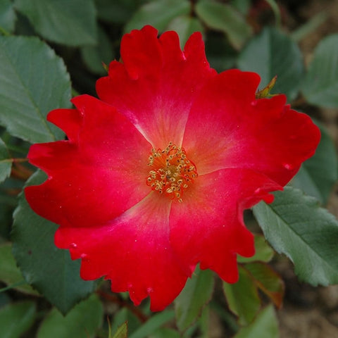 Single red rose blossom with bright yellow center, starburst petals, green leaves