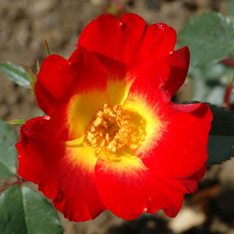 Red rose bloom with glowing yellow center and ruffled edges, green leaves nearby
