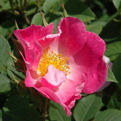 Pink rose bloom with yellow center and nearby buds on green leaves