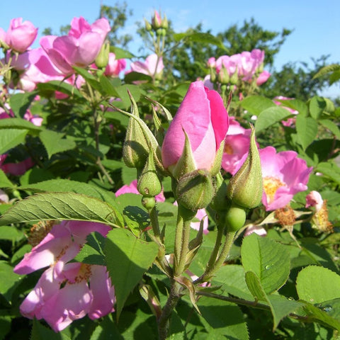 Green buds and pink rose flowers on a leafy shrub
