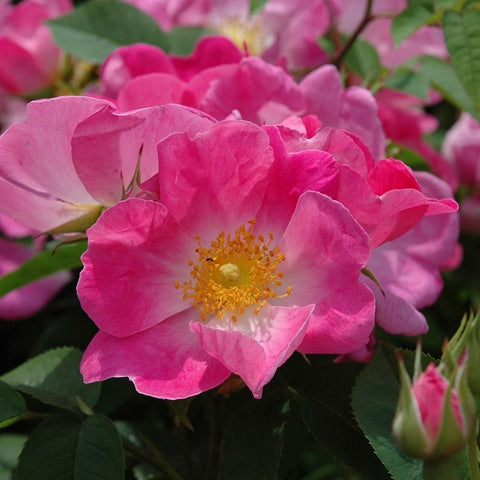 Pink rose flower with yellow center and surrounding petals on leafy shrub