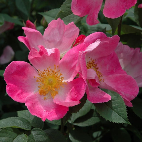 Pink rose-like flowers with yellow centers on leafy shrub