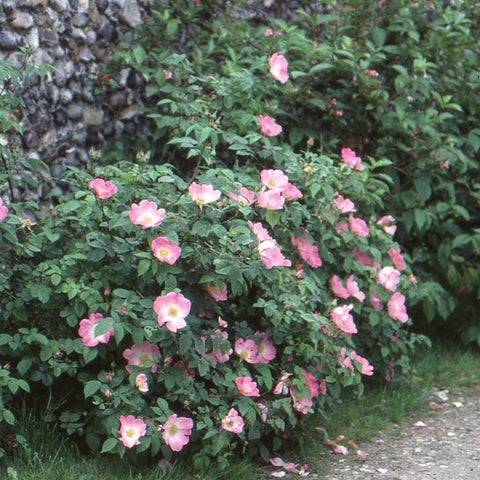 Pink-flowering shrub with many rose-like blooms and green foliage in garden
