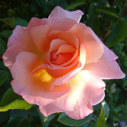 Soft pink rose bloom with a peachy center and curled inner petals