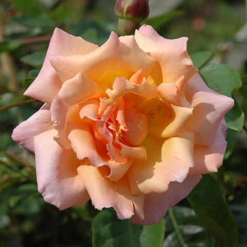 Peach-orange and pale pink double rose flower with ruffled petals