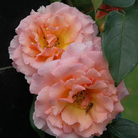 Two pale pink double roses with ruffled petals and yellow-orange centers