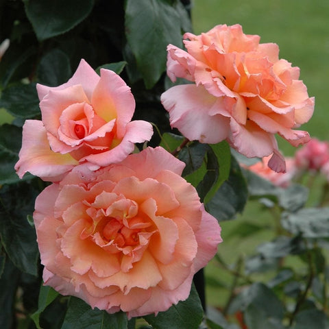 Three coral-pink rose blooms with layered petals on green leaves