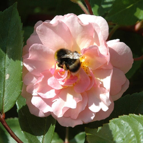 Light pink rose bloom with a bee in the center, surrounded by green leaves.