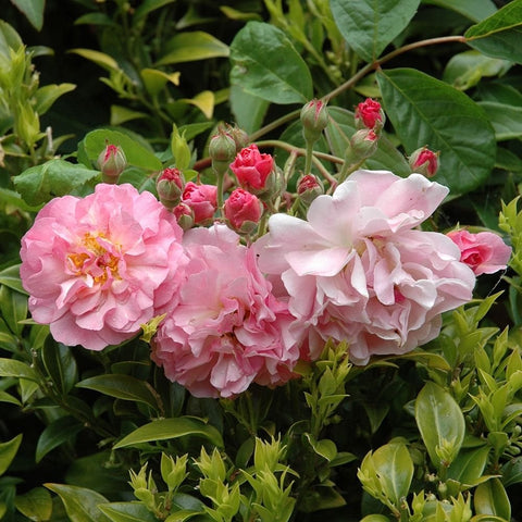 Cluster of pale and pink double rose blooms with green buds and leaves.