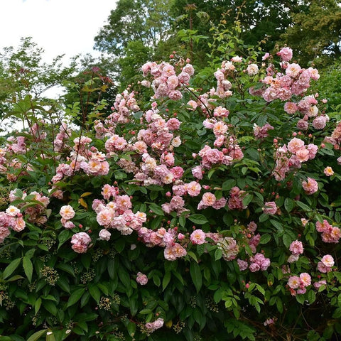 Pink-flowering rose shrub with many double blooms and dense green foliage.