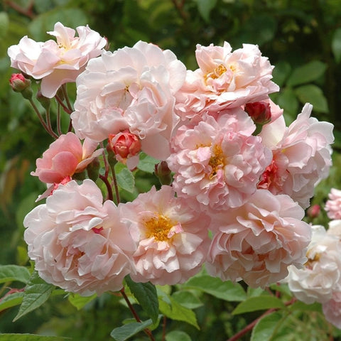 Creamy white and pale pink double roses with yellow centers and green leaves.