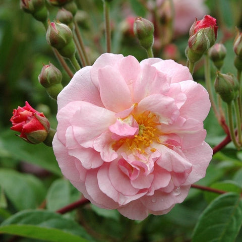 Pale pink double rose in bloom with small dark red buds on stems.