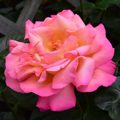 Pink rose bloom with peach-yellow center and wide, ruffled petals
