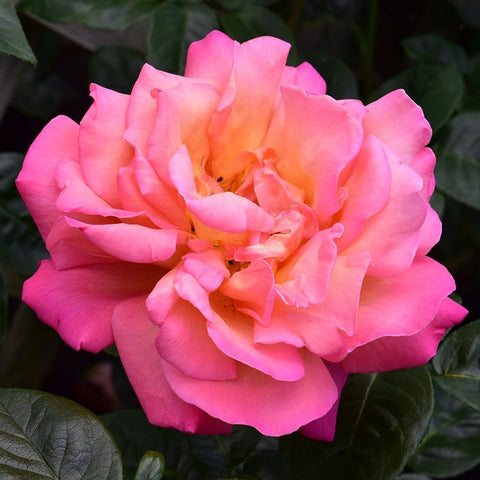 Pink rose flower with pale orange center, tightly layered petals on leaves
