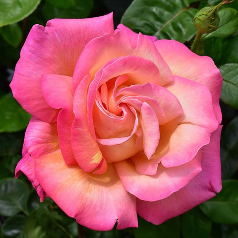 Peach-pink rose bloom with spiral petals and warm orange center on green leaves
