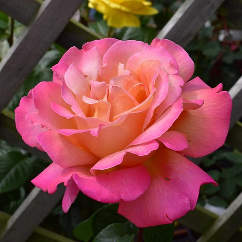 Pink and peach rose flower with ruffled petals and pale orange center