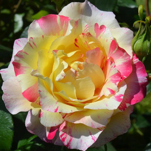 White and pink rose bloom with yellow center, with green leaves and bud nearby.