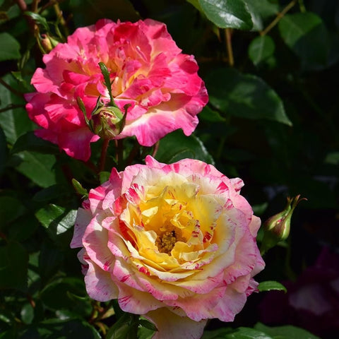 Pink rose flowers on stems with green leaves, including two open blooms and buds.