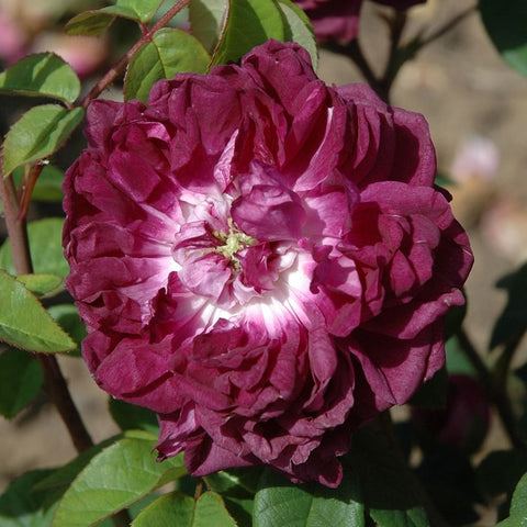 Deep magenta rose bloom with cream center and overlapping petals, surrounded by leaves