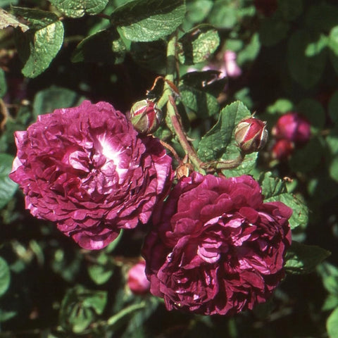 Two magenta rose blooms on stems with green leaves and unopened buds