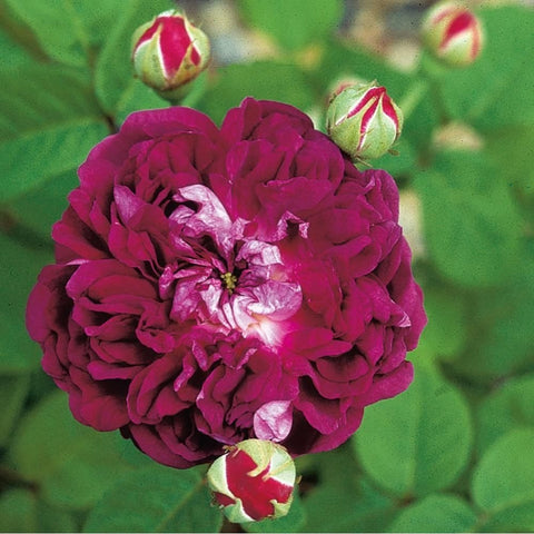 Purple-red rose bloom with silvery white petal streaks and nearby flower buds