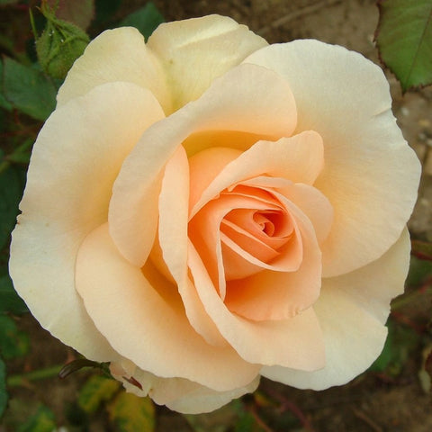 Pale yellow and cream rose with soft peach center