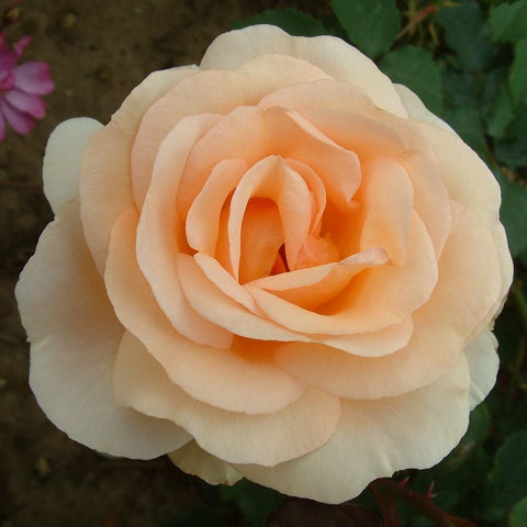 Large peach and cream rose bloom with tightly layered petals