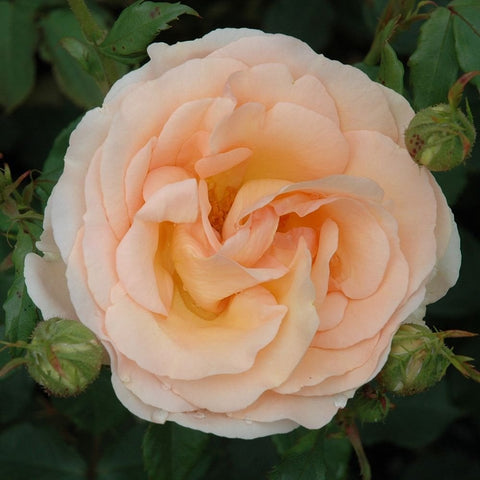 Soft peach and cream rose bloom with ruffled petal layers