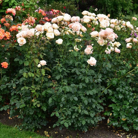 Rose shrub covered in clusters of peach, pink, and cream flowers with green foliage