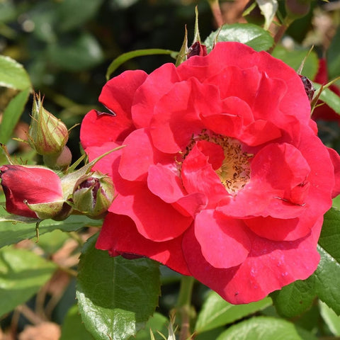 Close-up of vivid red-pink double rose bloom with yellow center and green buds