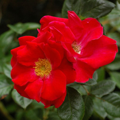 Vibrant red double rose bloom with ruffled petals, yellow stamens, and green leaves