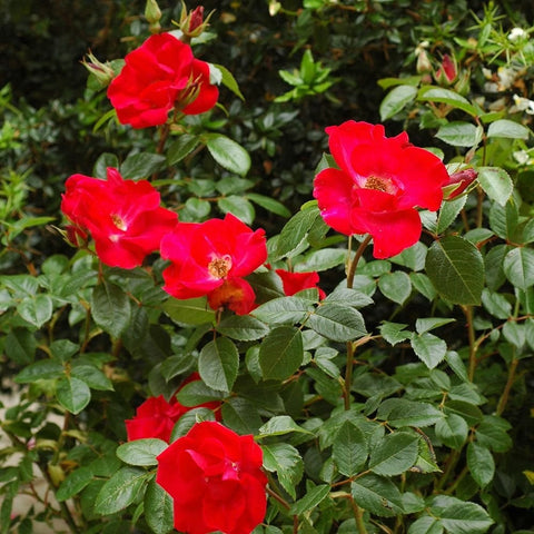 Red rose blooms on a shrub with glossy green leaves and multiple flowers on stems