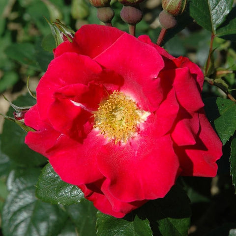 Red double rose flower with a bright yellow center and surrounding green foliage