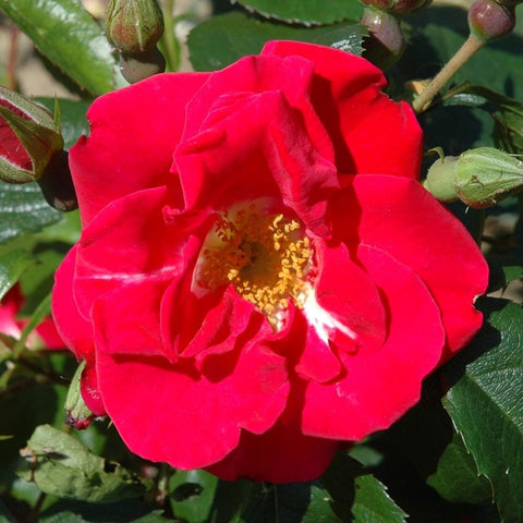 Close-up red double rose bloom with yellow center, green leaves, and nearby buds