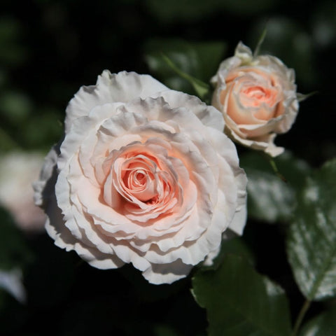 Ruffled white rose with peach-orange center and layered petals