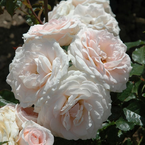 Large ruffled white rose with pale peach tones and layered petals