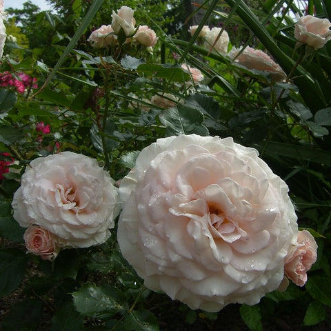 White rose cluster with peach-pink centers and dark green leaves