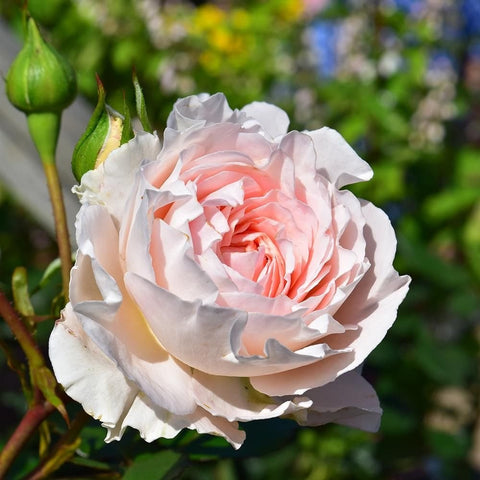 Creamy white rose with peach center, ruffled petals, and green buds