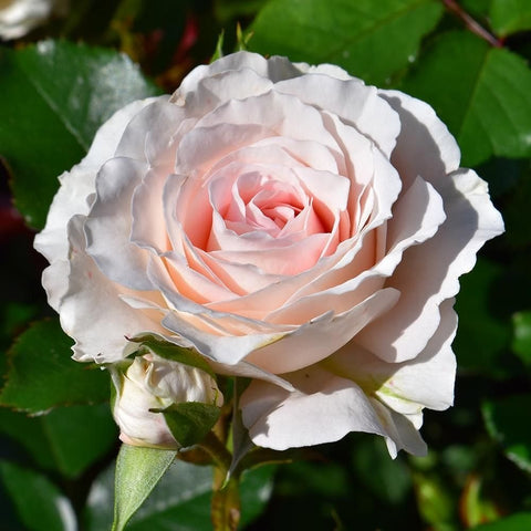 White rose with peach-pink center and soft ruffled petals on green leaves