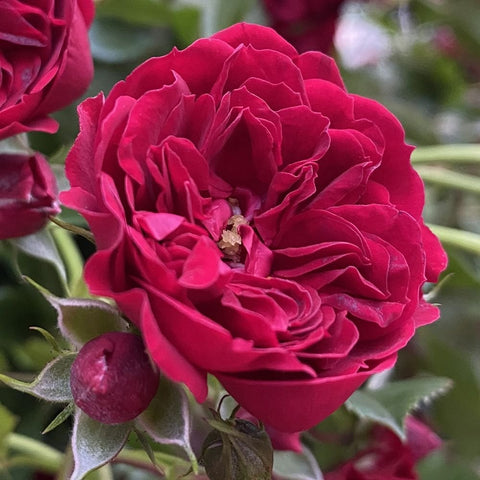 Crimson Siluetta rose bloom in dark crimson with layered petals and green buds