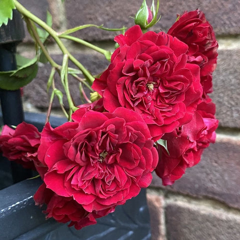 Crimson Siluetta rose cluster of three dark red blooms with green stems and leaves