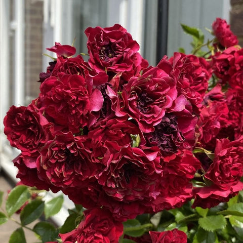 Crimson Siluetta rose bush with multiple layered crimson flowers and glossy green foliage