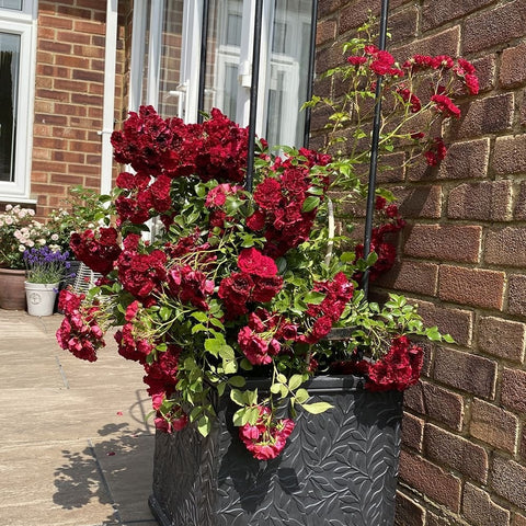 Crimson Siluetta potted rose shrub with many dark crimson blossoms and textured pot